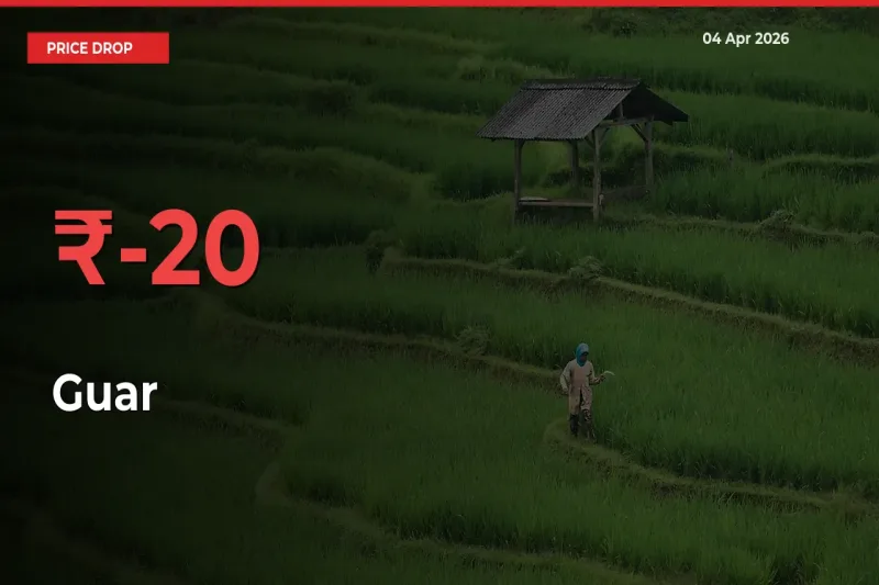Guar Falls 20.23% at Mandis