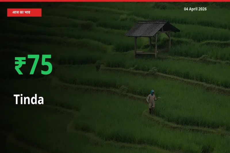 टिंडा के दाम प्रमुख मंडी में 74.54% बढ़े, 24 घंटे में बड़ा बदलाव
