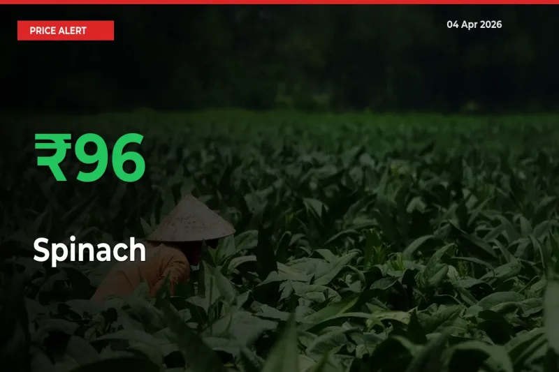Sharp Jump! Spinach Prices Climb 96.08% in 24 Hours at Key Mandis