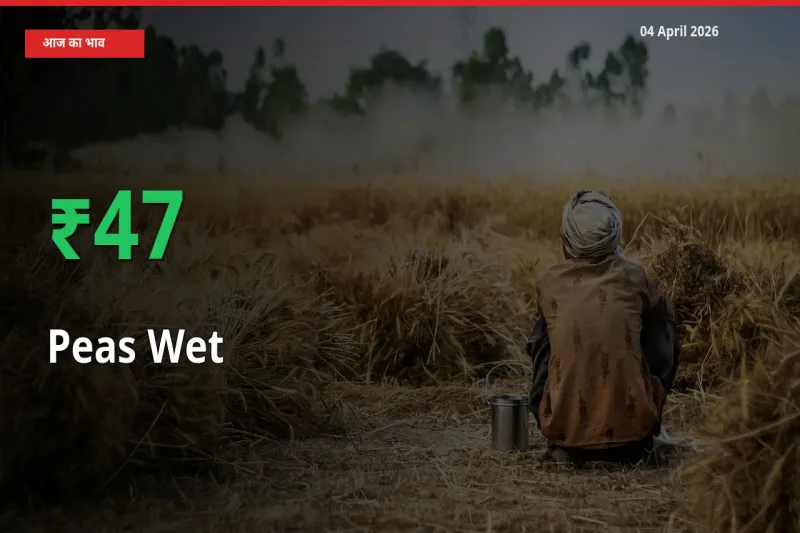 04 April अपडेट: हरी मटर के दाम मंडी में 46.77% उछले