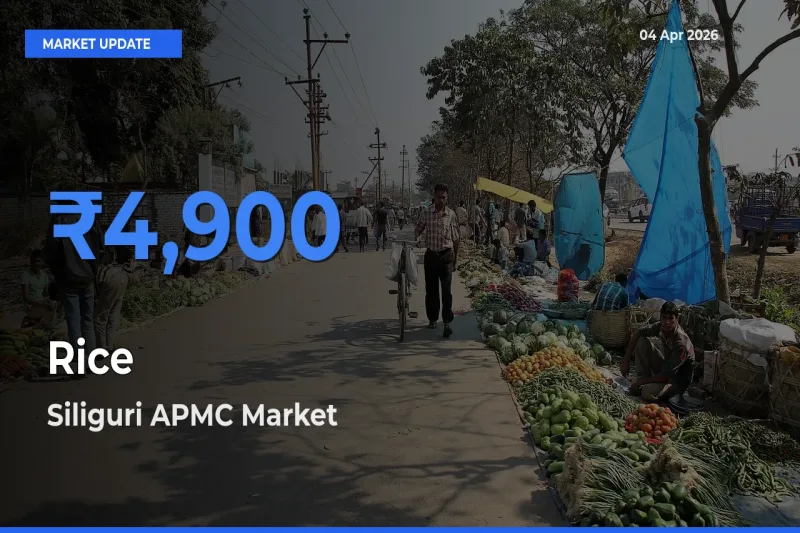 Siliguri APMC Tops Rice Mandi Rates Today