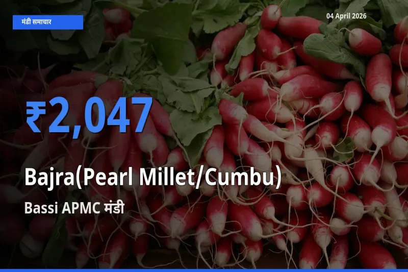 आज बाजरा (मोती बाजरा/कंबू) के सबसे ऊँचे दाम ₹2,047 Bassi APMC मंडी में