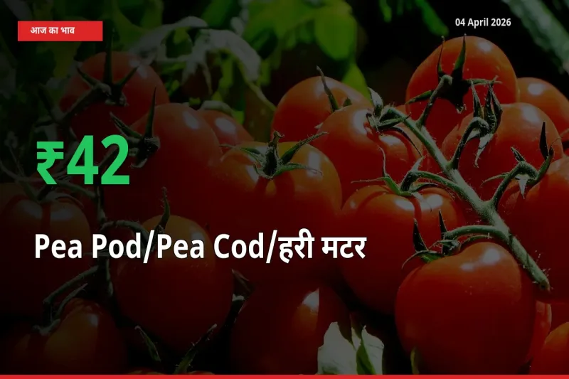 04 April अपडेट: मटर की फली के दाम मंडी में 41.67% उछले