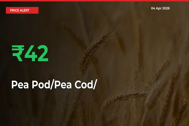 Pea Pod/Pea Cod/हरी मटर Prices Rise 41.67% in a Day at Major Mandis