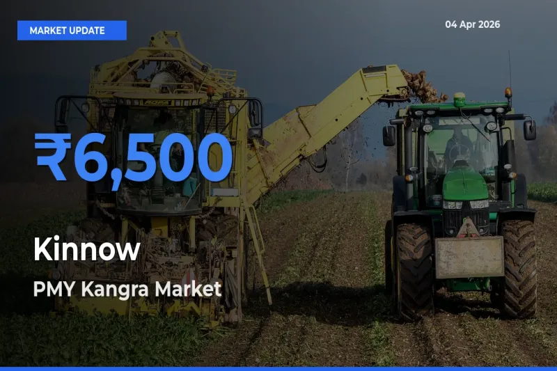 PMY Kangra Emerges as Top Mandi for Kinnow Prices Today