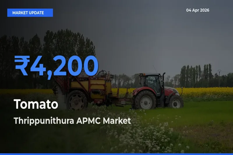 Thrippunithura APMC Emerges as Top Mandi for Tomato Prices Today