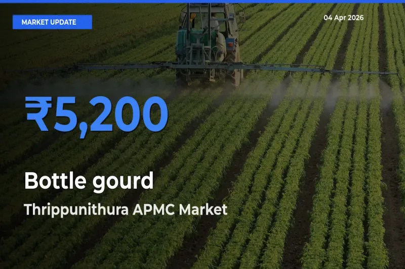 Market Watch: Thrippunithura APMC Becomes Top Mandi for Bottle gourd