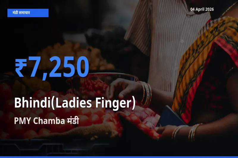 04 April अपडेट: भिंडी के सबसे ऊँचे दाम PMY Chamba मंडी में