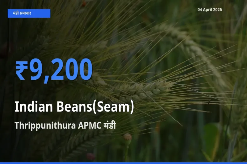 Thrippunithura APMC में सेम (देशी) का आज सबसे ऊँचा भाव