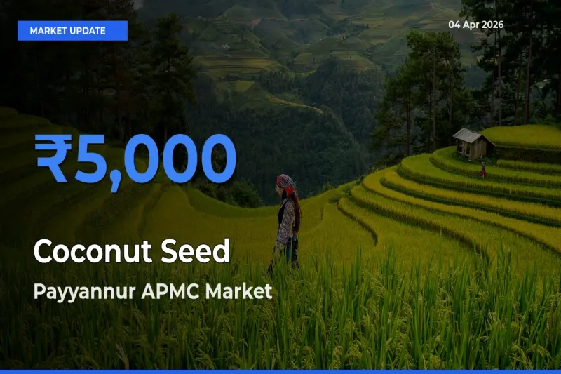 Farmers Prefer Payyannur APMC as Coconut Seed Hits Highest Rate
