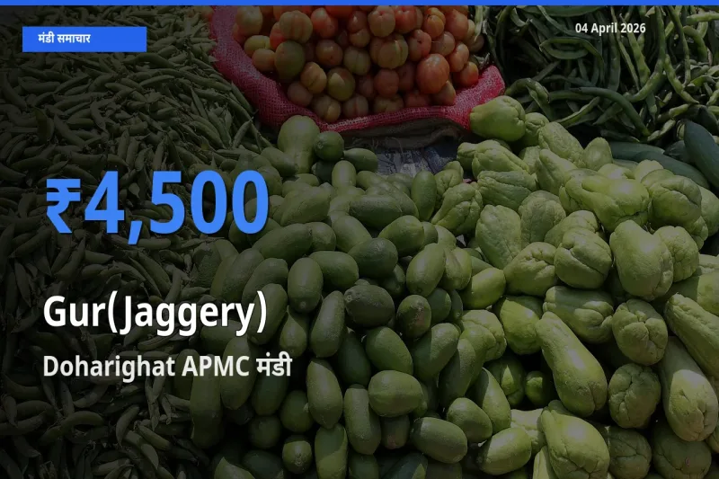 टॉप मंडी बना Doharighat APMC! गुड़ के सबसे ऊँचे दाम यहीं दर्ज