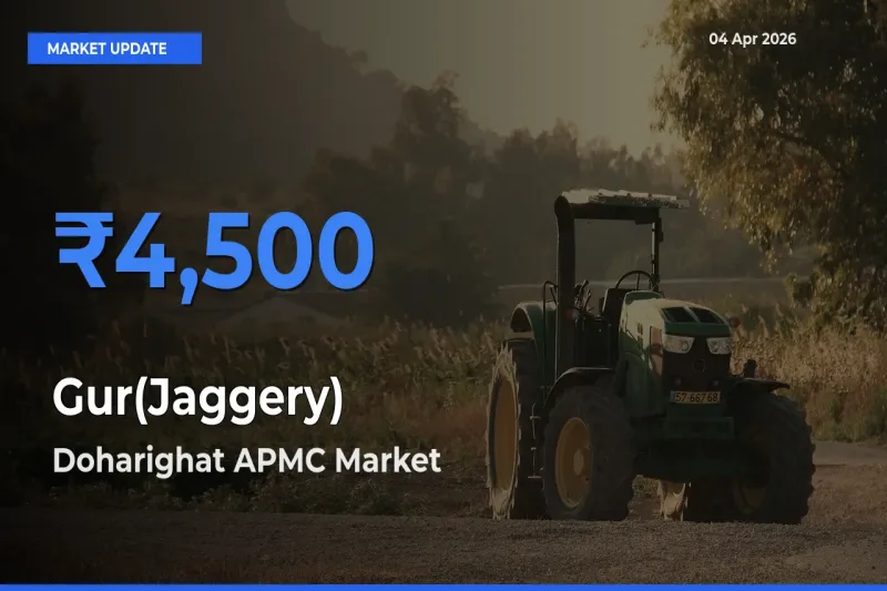 Doharighat APMC Tops Gur(Jaggery) Rates – April 04 Market Update