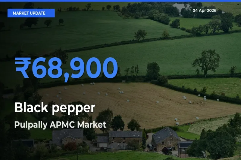 Black pepper Mandi Rate Today: Pulpally APMC Tops the List
