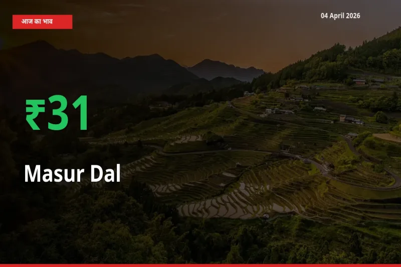 स्थानीय मंडी में मसूर दाल के दाम अचानक 31.03% उछले, किसान सतर्क