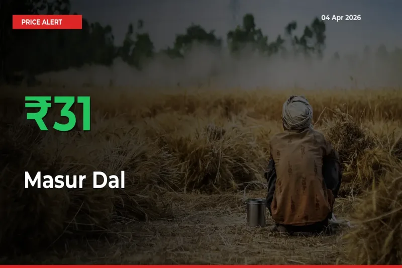 Masur Dal Rises 31.03% at Mandis
