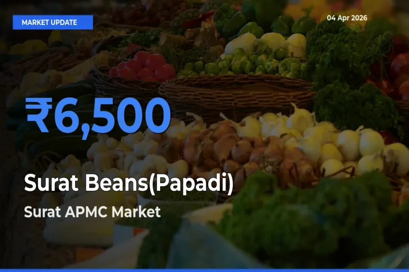 Surat APMC Tops Surat Beans(Papadi) Mandi Rates Today