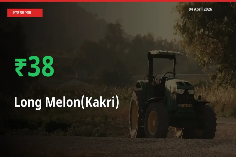 ककड़ी के दाम प्रमुख मंडी में 37.55% बढ़े, 24 घंटे में बड़ा बदलाव