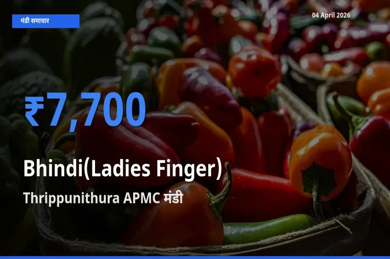 आज का मंडी भाव: भिंडी के सबसे ज़्यादा दाम Thrippunithura APMC में