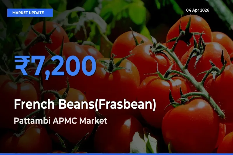 Pattambi APMC Emerges as Top Mandi for French Beans(Frasbean) Prices Today