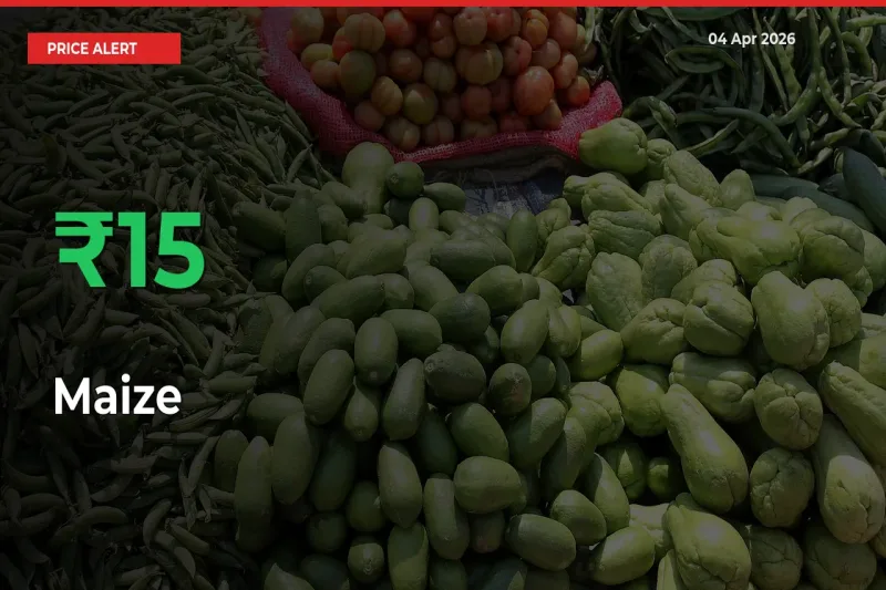 Big Rally! Maize Climbs 15.47% in 24 Hours at Top Mandis