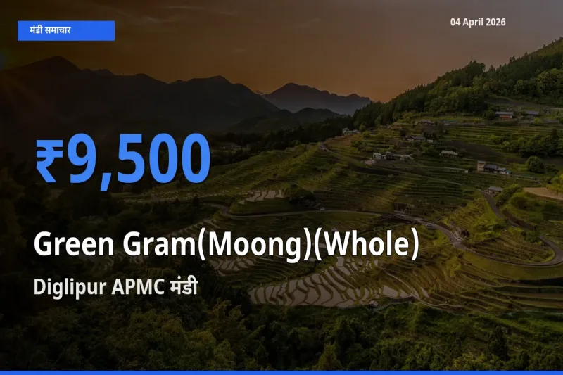 Diglipur APMC मंडी में साबुत मूंग ₹9,500 पर पहुँचा – आज का सर्वोच्च भाव