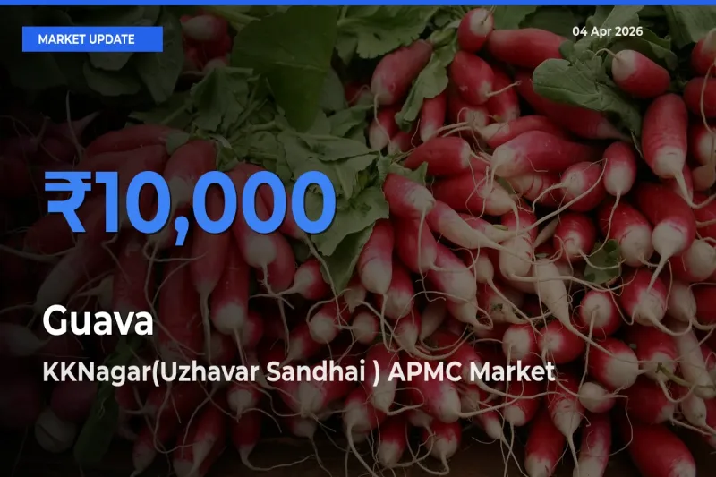 Guava Mandi Rate Today: KKNagar(Uzhavar Sandhai ) APMC Tops the List