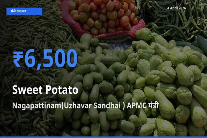 Nagapattinam(Uzhavar Sandhai ) APMC मंडी में आज शकरकंद के सबसे ऊँचे दाम दर्ज