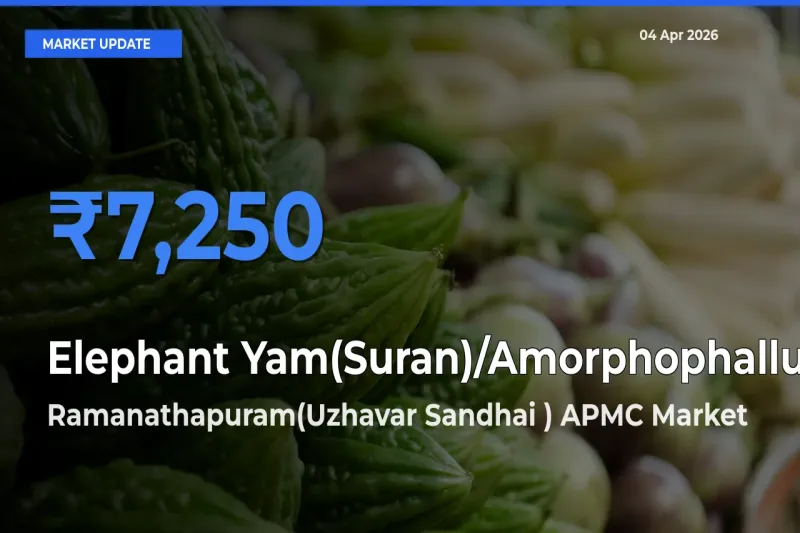 Ramanathapuram(Uzhavar Sandhai ) APMC Offers ₹7,250 – Highest Elephant Yam(Suran)/Amorphophallus Rate Today