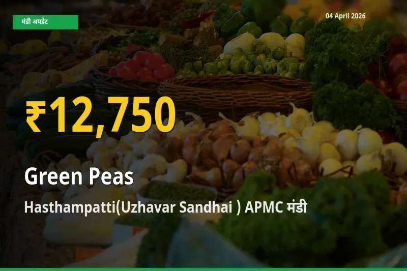 आज Hasthampatti(Uzhavar Sandhai ) APMC में हरा मटर के दाम रिकॉर्ड स्तर पर, ताज़ा मंडी भाव जानें