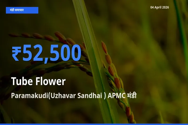 Paramakudi(Uzhavar Sandhai ) APMC मंडी में आज रजनीगंधा के सबसे ऊँचे दाम दर्ज
