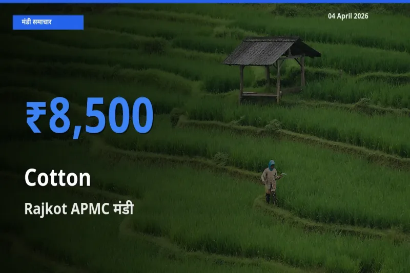 आज कपास के सबसे ज़्यादा दाम Rajkot APMC मंडी में दर्ज