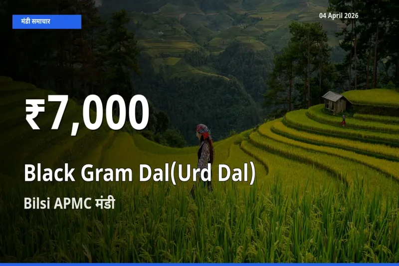 04 April अपडेट: उड़द दाल के दाम 30 दिन के न्यूनतम स्तर पर, Bilsi APMC