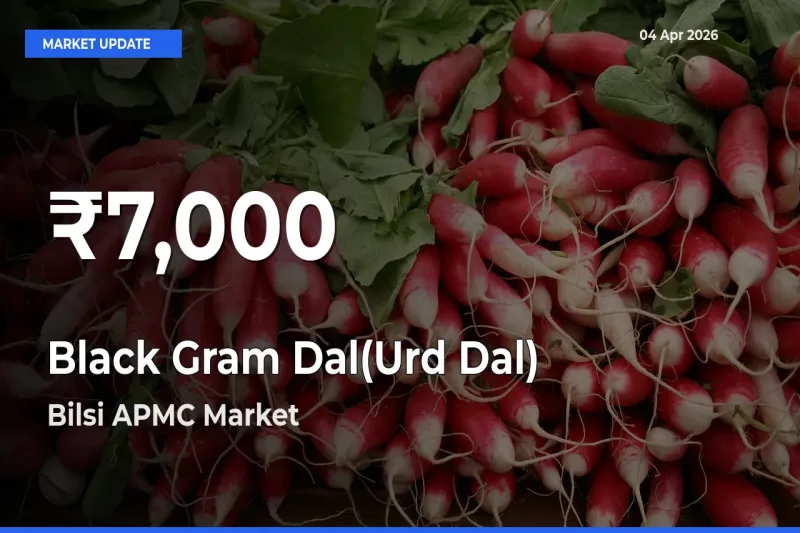 Black Gram Dal(Urd Dal) Hits 30-Day Low in Bilsi APMC