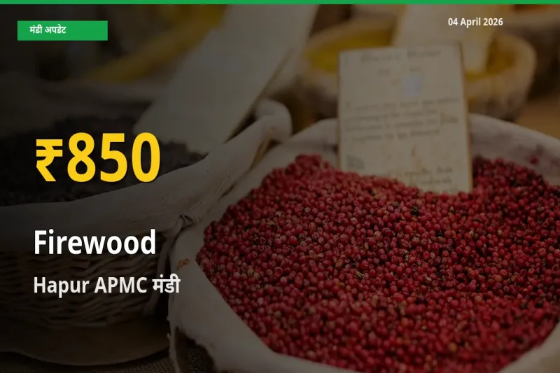 आज Hapur APMC में जलावन लकड़ी के दाम रिकॉर्ड स्तर पर, ताज़ा मंडी भाव जानें