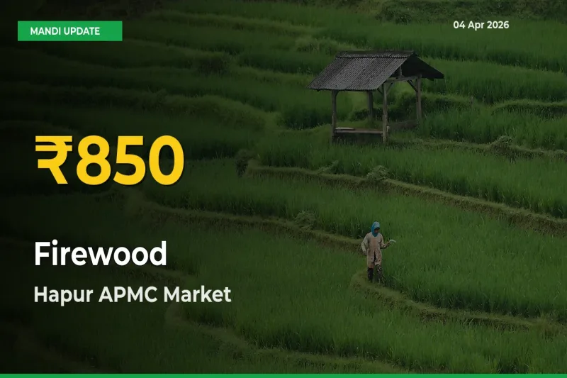 Hapur APMC Leads as Firewood Hits Highest Rate – April 04 Update