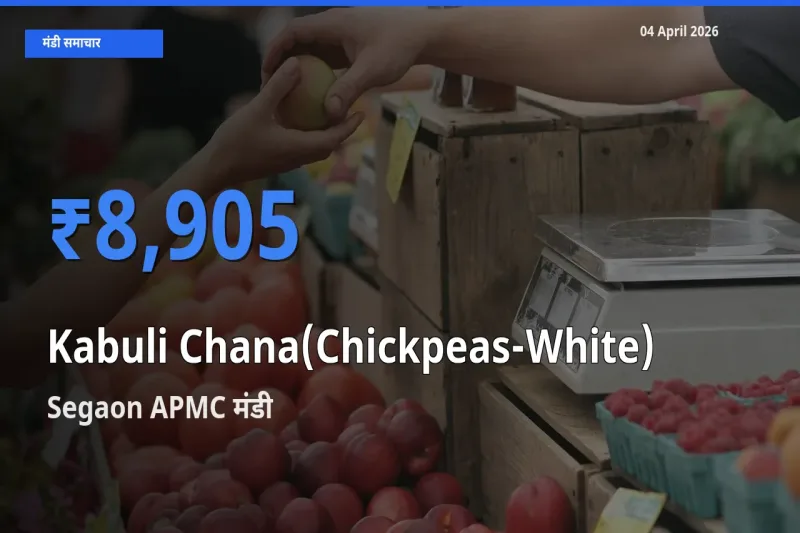 आज काबुली चना के सबसे ऊँचे दाम ₹8,905 Segaon APMC मंडी में