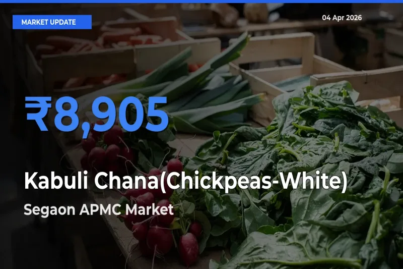 Segaon APMC Tops Kabuli Chana(Chickpeas-White) Mandi Rates Today