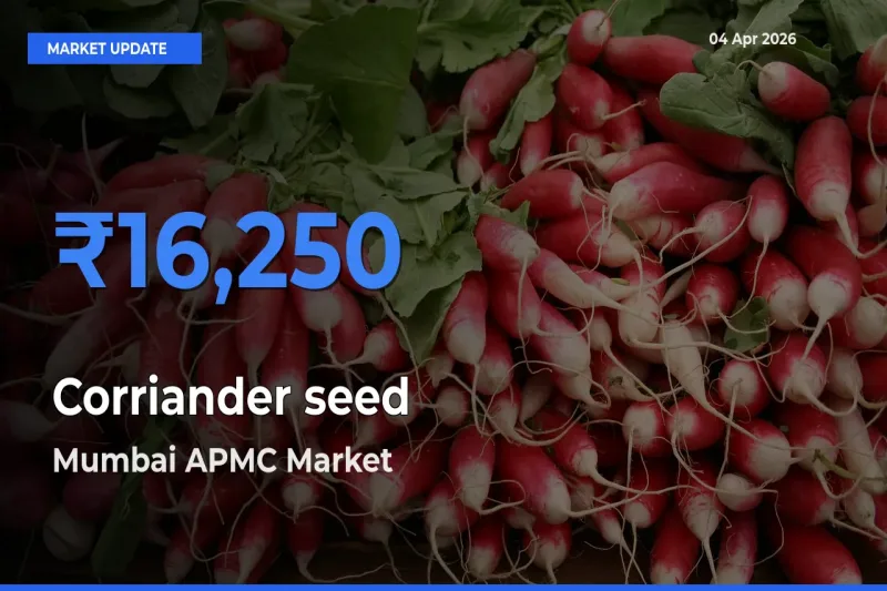 Mumbai APMC Records Highest ₹16,250 Rate for Corriander seed