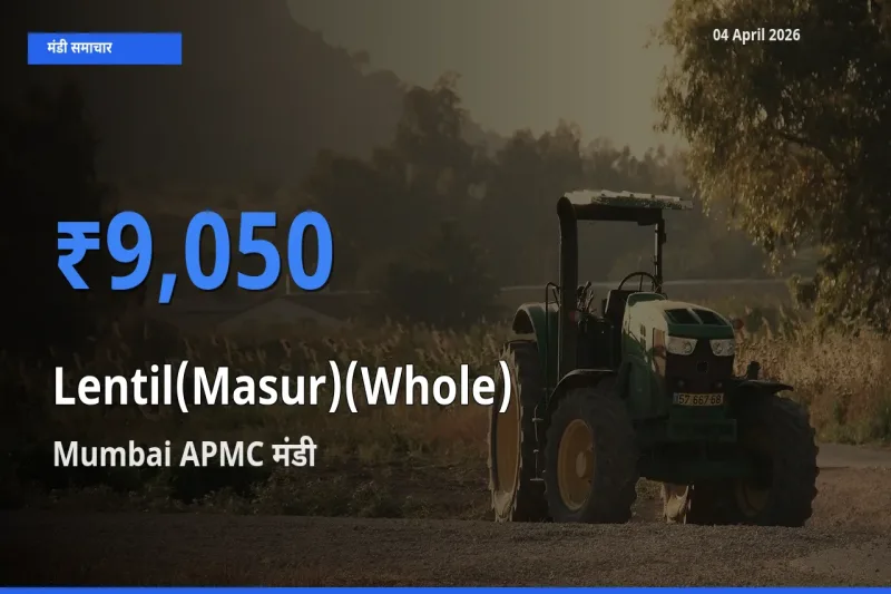 आज मसूर दाल (साबुत) के सबसे ज़्यादा दाम Mumbai APMC मंडी में दर्ज