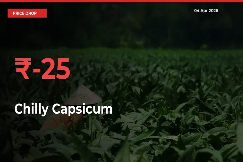 This Mandi Records 24.77% Fall in Chilly Capsicum Prices