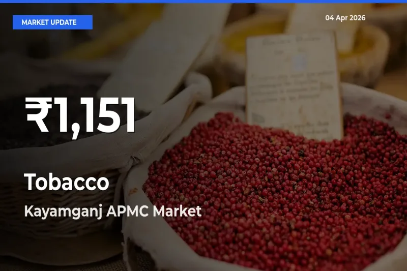 Tobacco Mandi Rate Today: 30-Day Low Recorded in Kayamganj APMC