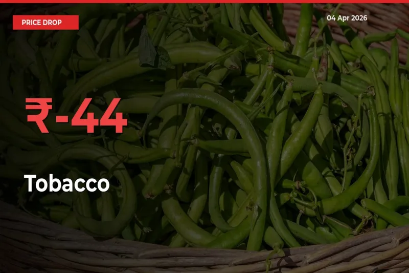 Why Tobacco Prices Fell 43.79% in a Day at Mandis