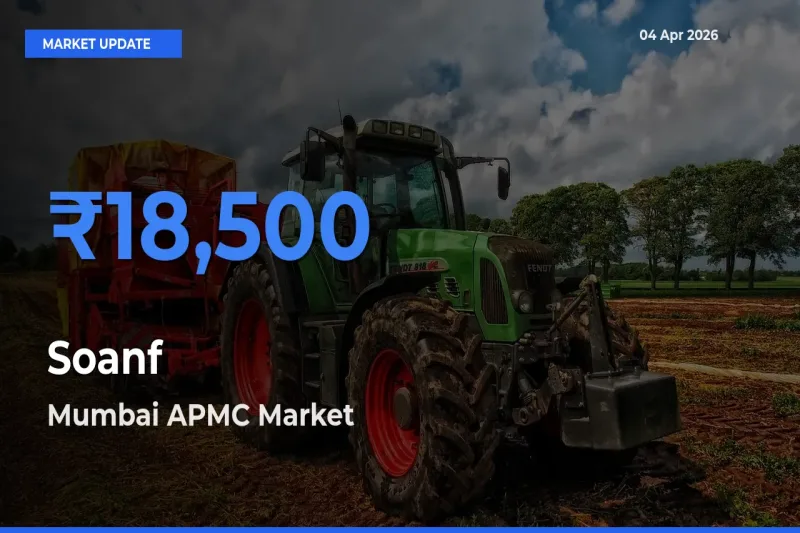 Farmers Prefer Mumbai APMC as Soanf Hits Highest Rate