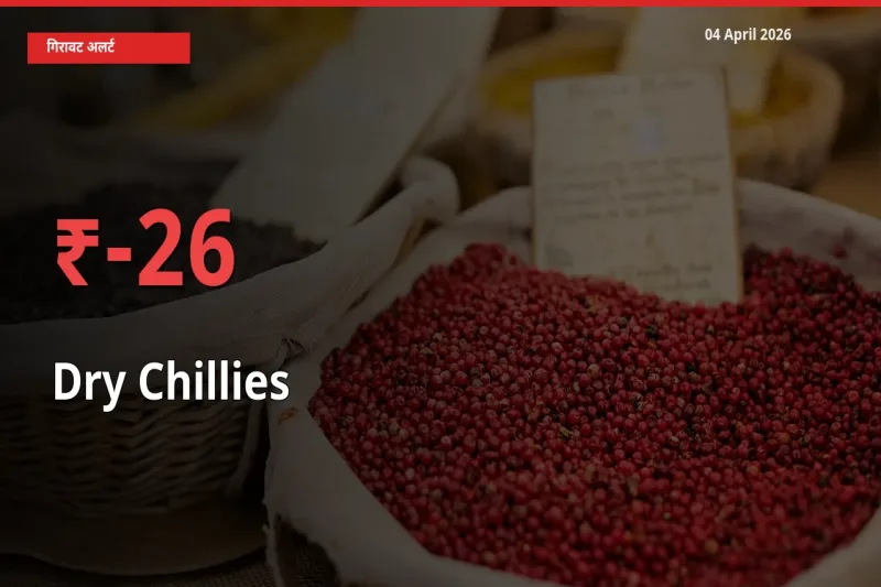 सूखी लाल मिर्च के दाम प्रमुख मंडी में 25.76% गिरे, 24 घंटे में बड़ा बदलाव
