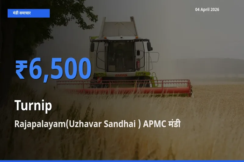 आज शलजम के सबसे ज़्यादा दाम Rajapalayam(Uzhavar Sandhai ) APMC मंडी में दर्ज