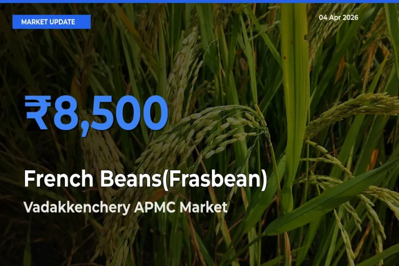Vadakkenchery APMC Tops French Beans(Frasbean) Mandi Rates Today