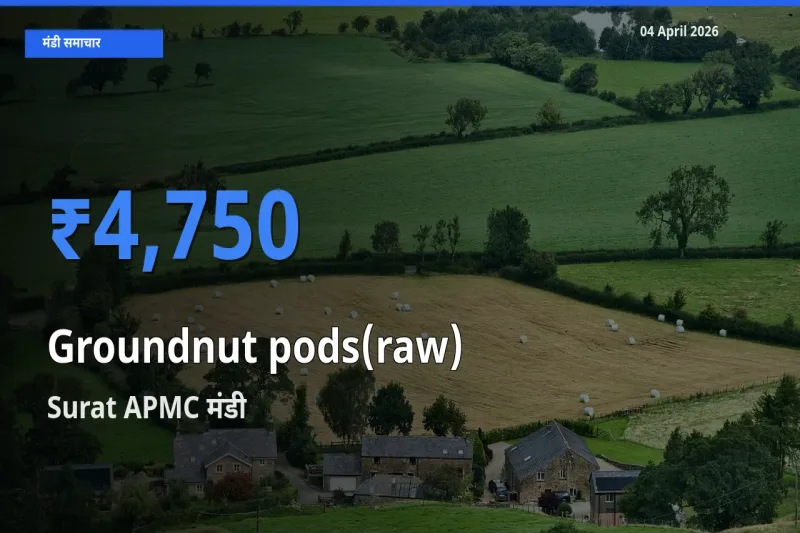 किसानों की पसंद बना Surat APMC, कच्ची मूंगफली (फली सहित) के सबसे अच्छे दाम