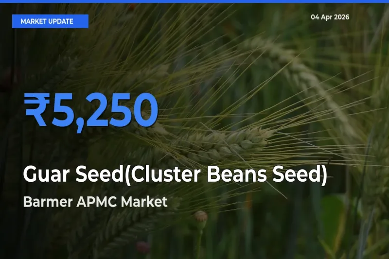 Barmer APMC Tops Guar Seed(Cluster Beans Seed) Rates – April 04 Market Update