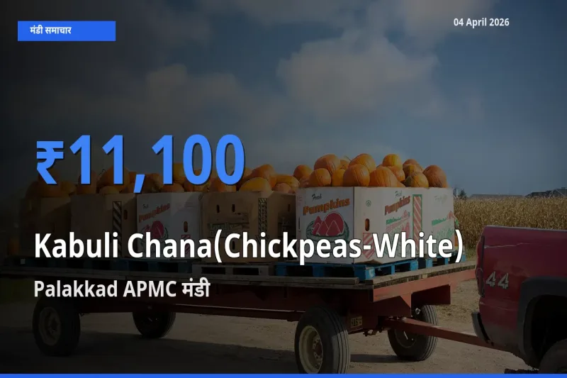 आज काबुली चना के सबसे ऊँचे दाम ₹11,100 Palakkad APMC मंडी में