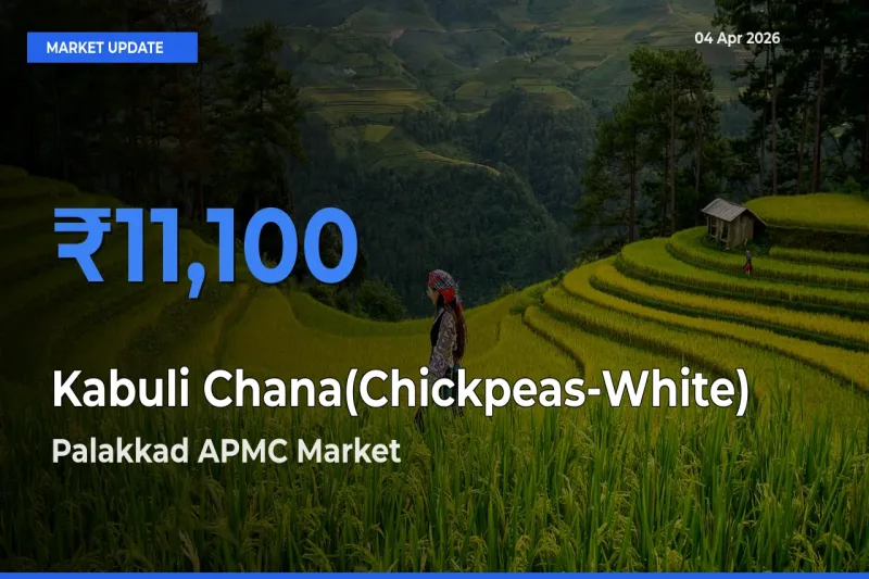 Farmers Prefer Palakkad APMC as Kabuli Chana(Chickpeas-White) Hits Highest Rate